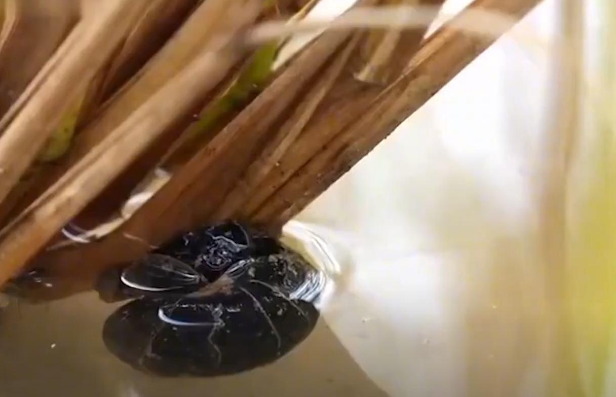 养殖大闸蟹成功案例,致富经养殖大闸蟹