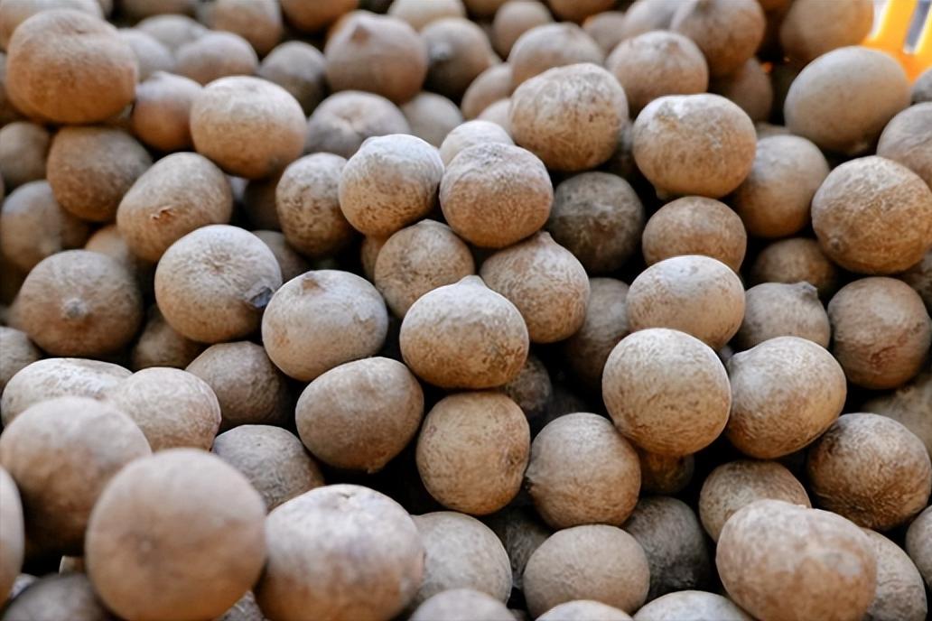 蒜头果只有两省区能种，一言不合“挥刀自宫”，受到我国重点保护