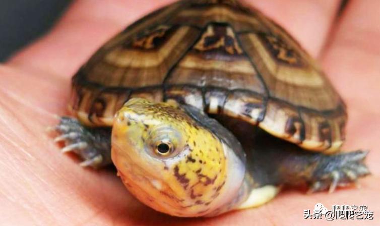 看看哪些三位数龟类性价比高！