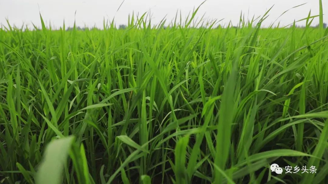 退伍回乡当村干带动百姓致富,优秀士兵回乡创业