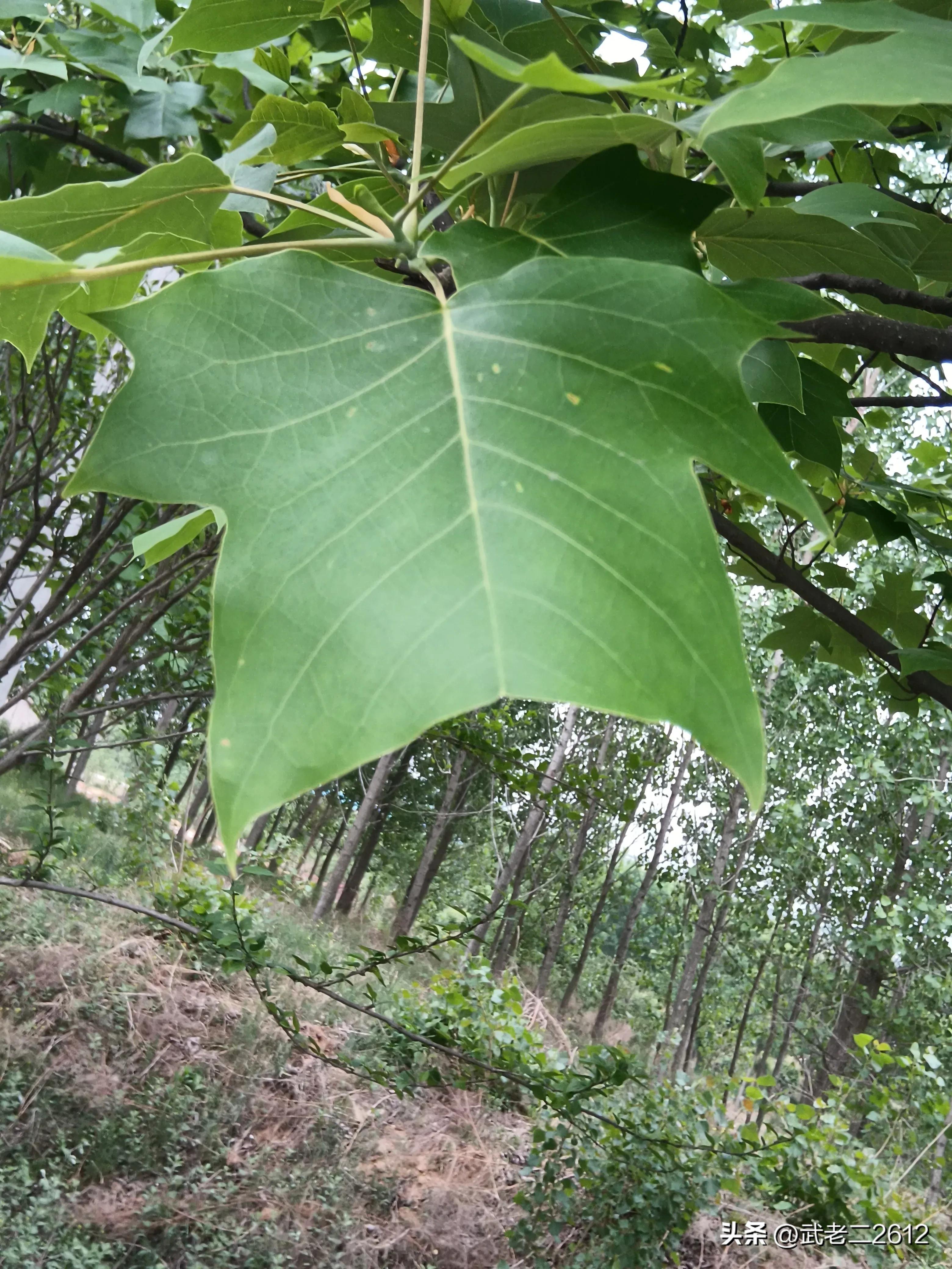 一个为我折树上莲花灯的人
