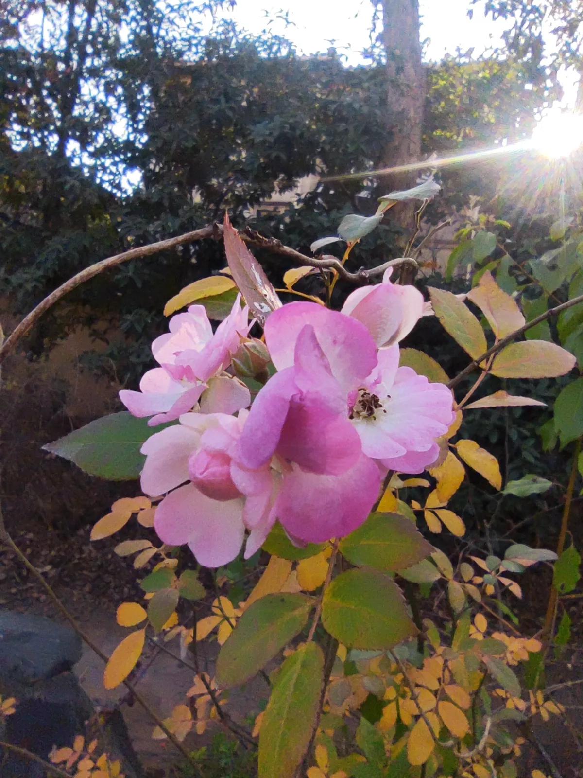 纳帕溪谷别墅东莞,纳帕溪谷茶山