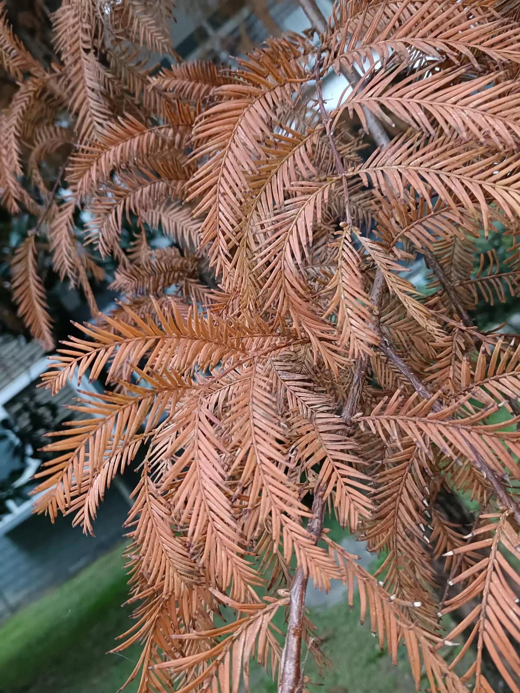 认识各种花的寓意,认识各种花的名称