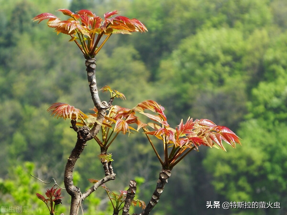 想姥姥的歌曲小视频,想姥姥的图片