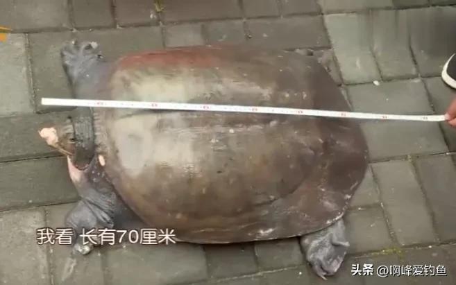 佛罗里达鳖会泛滥成灾吗,佛罗里达鳖在我国多省出现