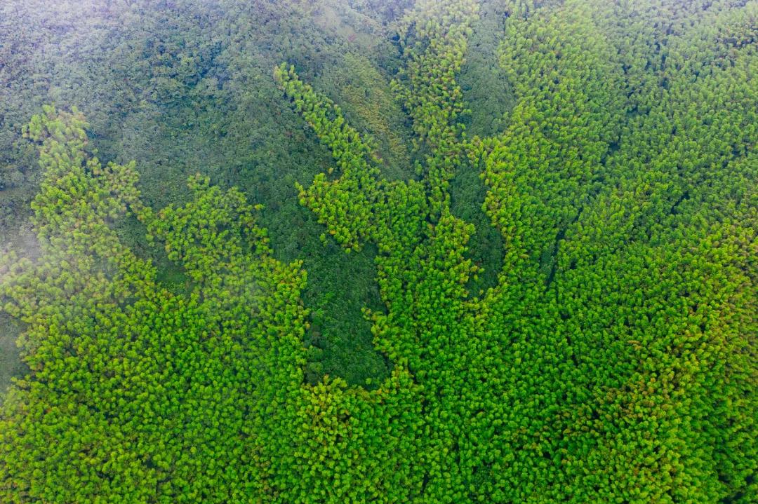 莫干山最美民宿20个推荐,莫干山民宿隐凡尘度假