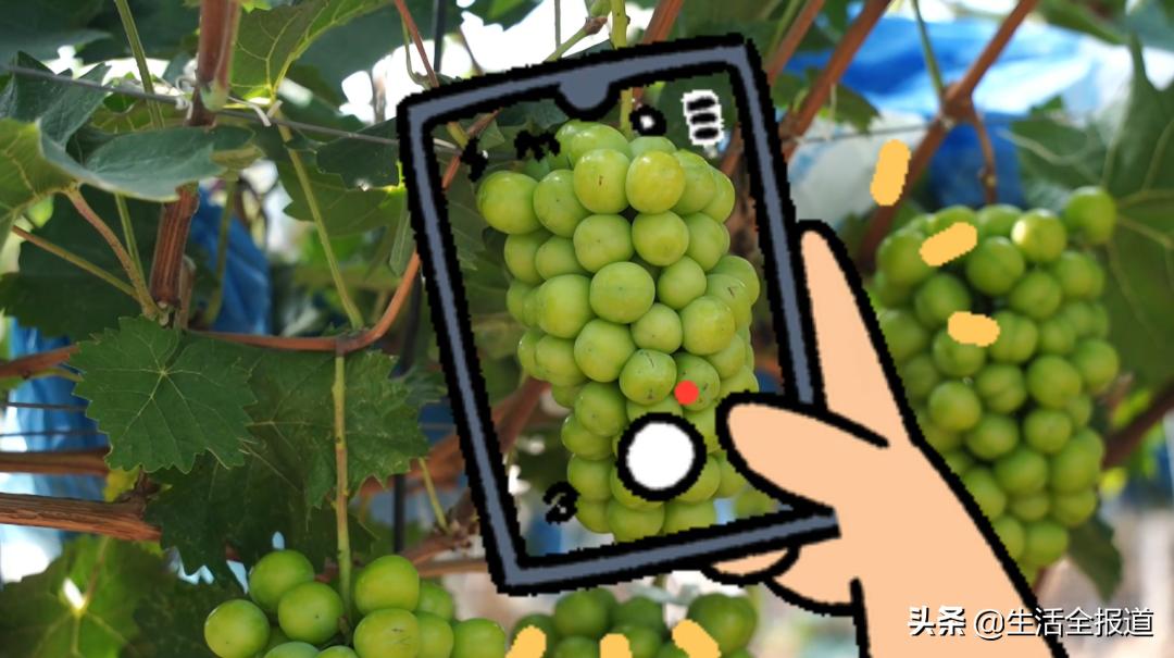 武汉优质农产品东西湖葡萄——葡萄架架起村民“致富桥”