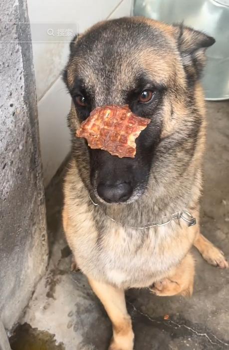 警犬巴顿有多凶猛,帅网红警犬巴顿训练视频