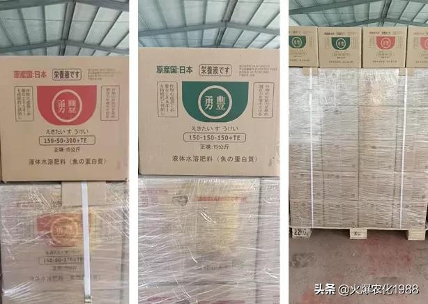 意大利、荷兰、比利时原装进口，交500顶2000；支持货到付款