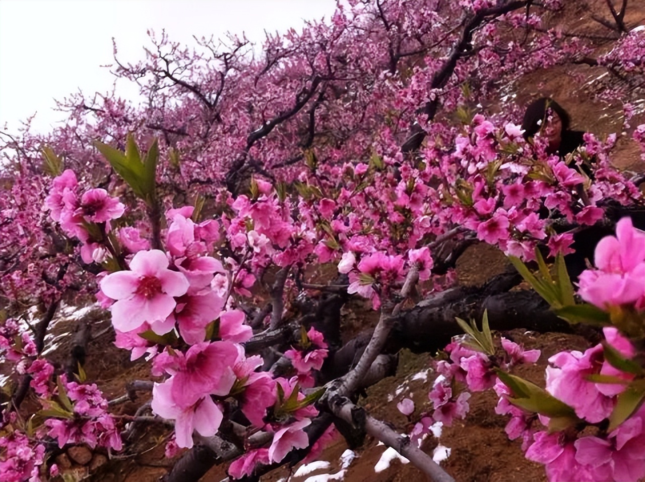 旅游景点推荐冬季莱芜,莱芜收藏