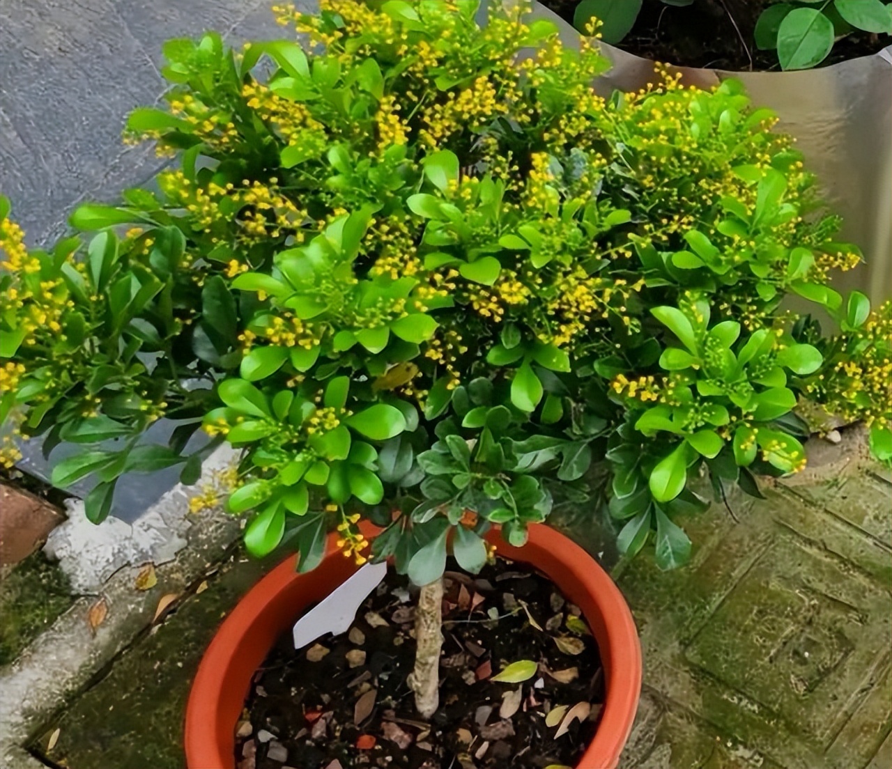 米兰花怎样养护才能开花多,米兰花的养护方法和注意事项