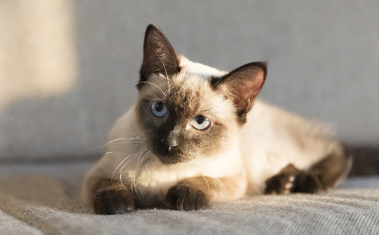 为什么建议新手养暹罗,新手养暹罗猫的十大忠告