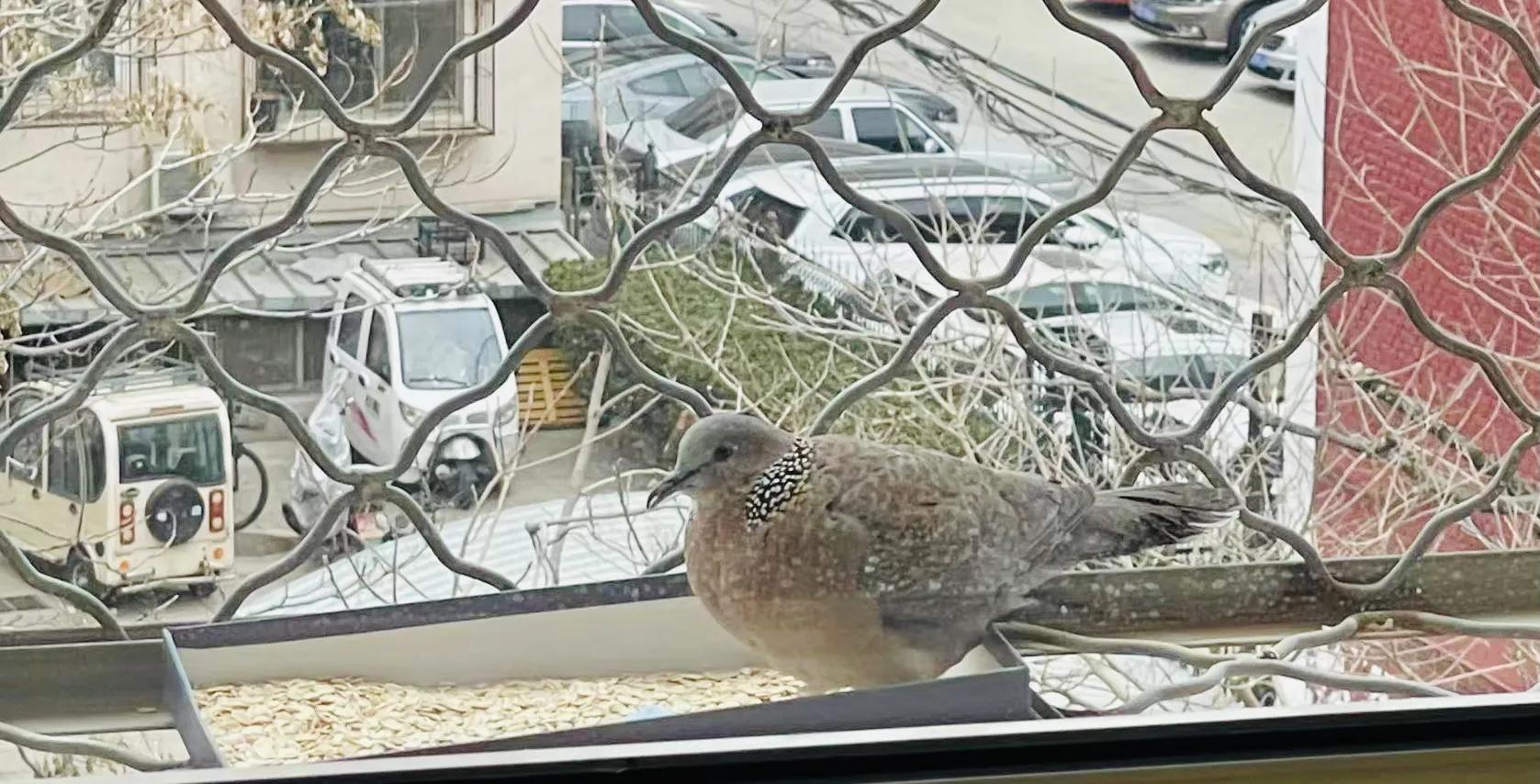 斑鸠腿站不起来怎么办,一只小斑鸠