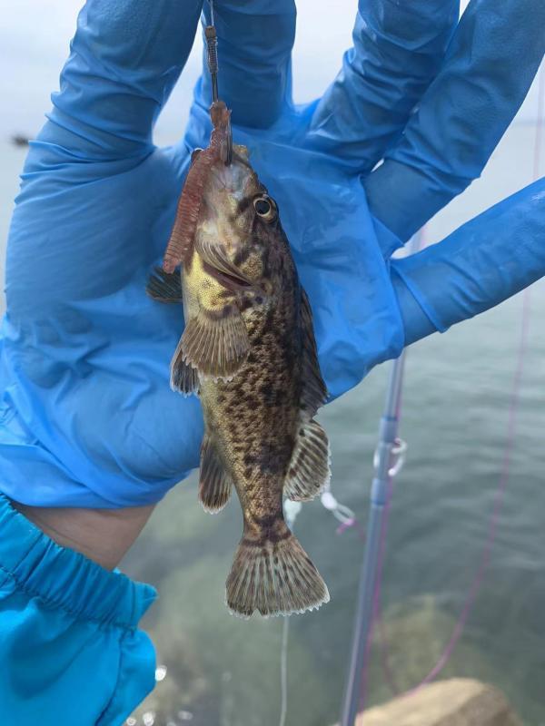 渤海海钓推荐,海钓体验游玩攻略