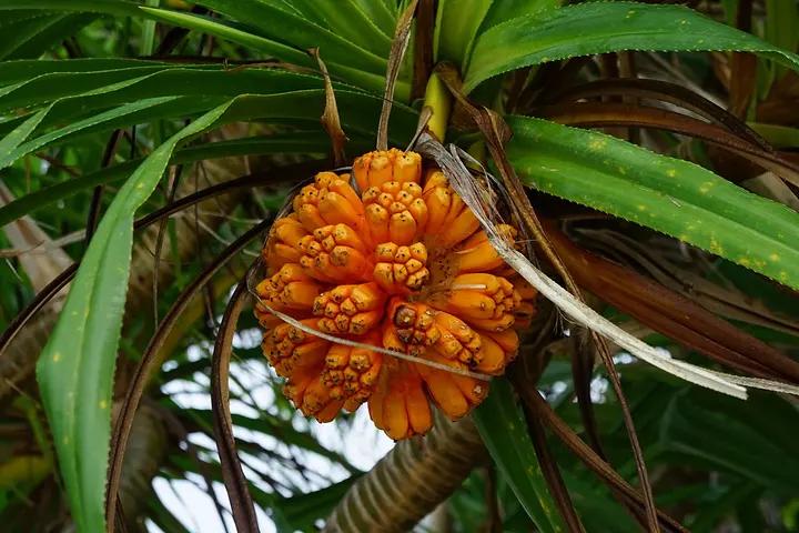 山菠萝与假菠萝有什么区别,海南野菠萝什么时候能吃