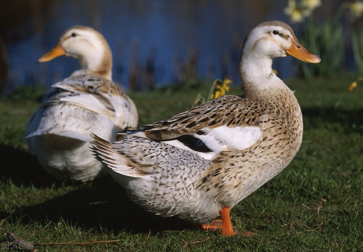 链球菌不光家畜发病,家禽也有,禽链球菌病的兽医知识