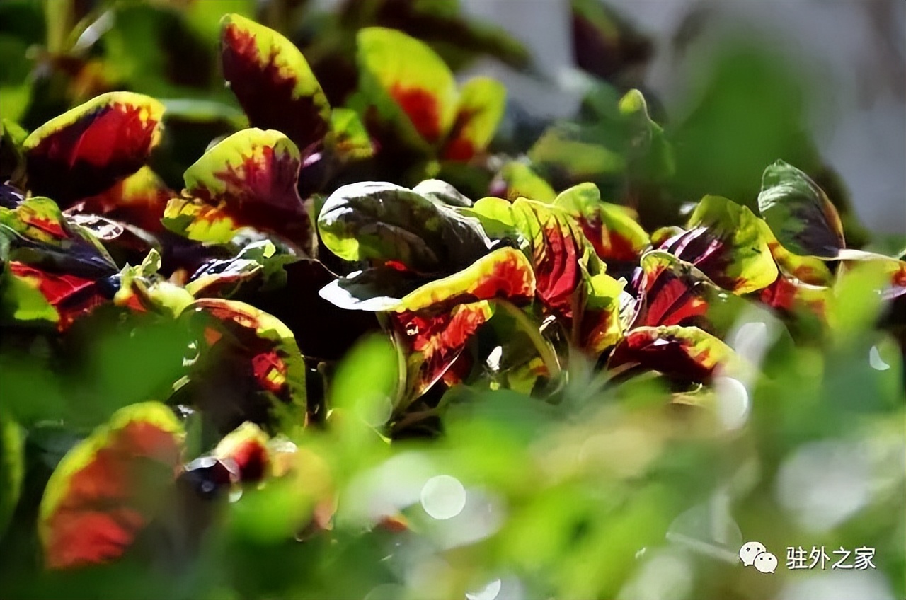 驻外人的“花花世界”——且看菜园变花园