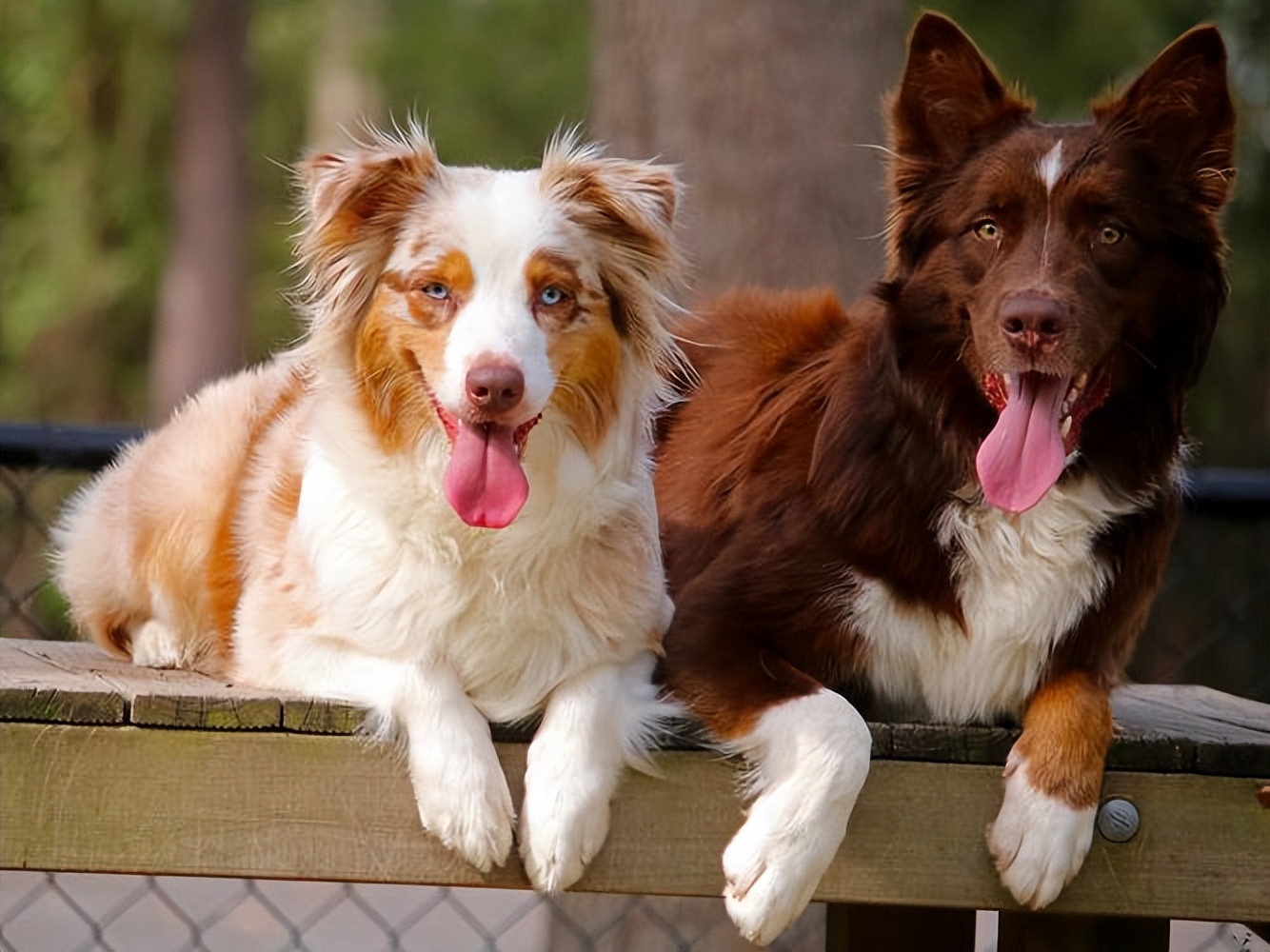 为什么狗狗“交配”的时候，不能轻易打断？