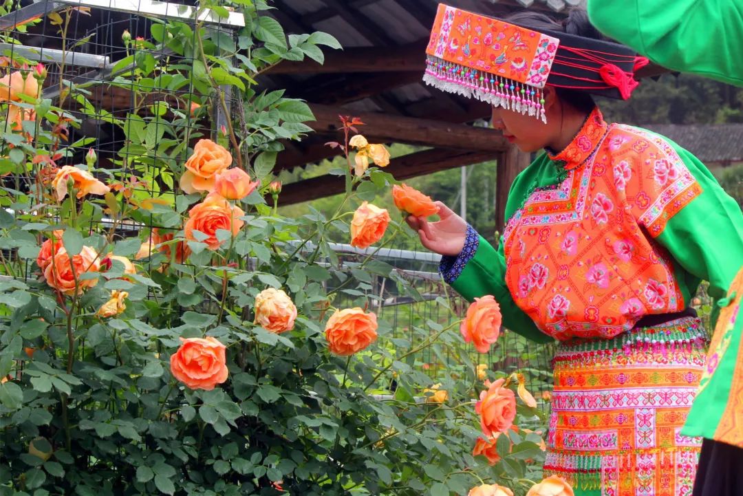 大寨玫瑰花海迷宫,花海迷宫大寨