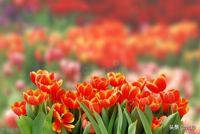 郁金香的寓意和花语文案,郁金香花语及寓意怎么画