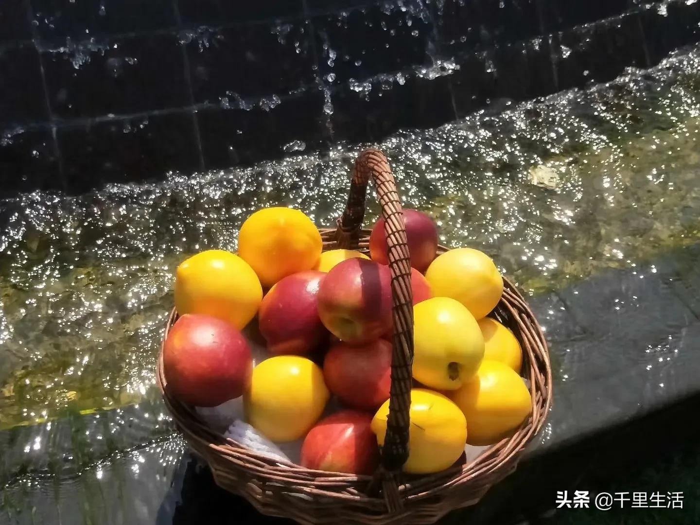 现摘正宗山东蒙阴脆甜黄油桃,山东蒙阴蜜桃之乡的桃子上市啦