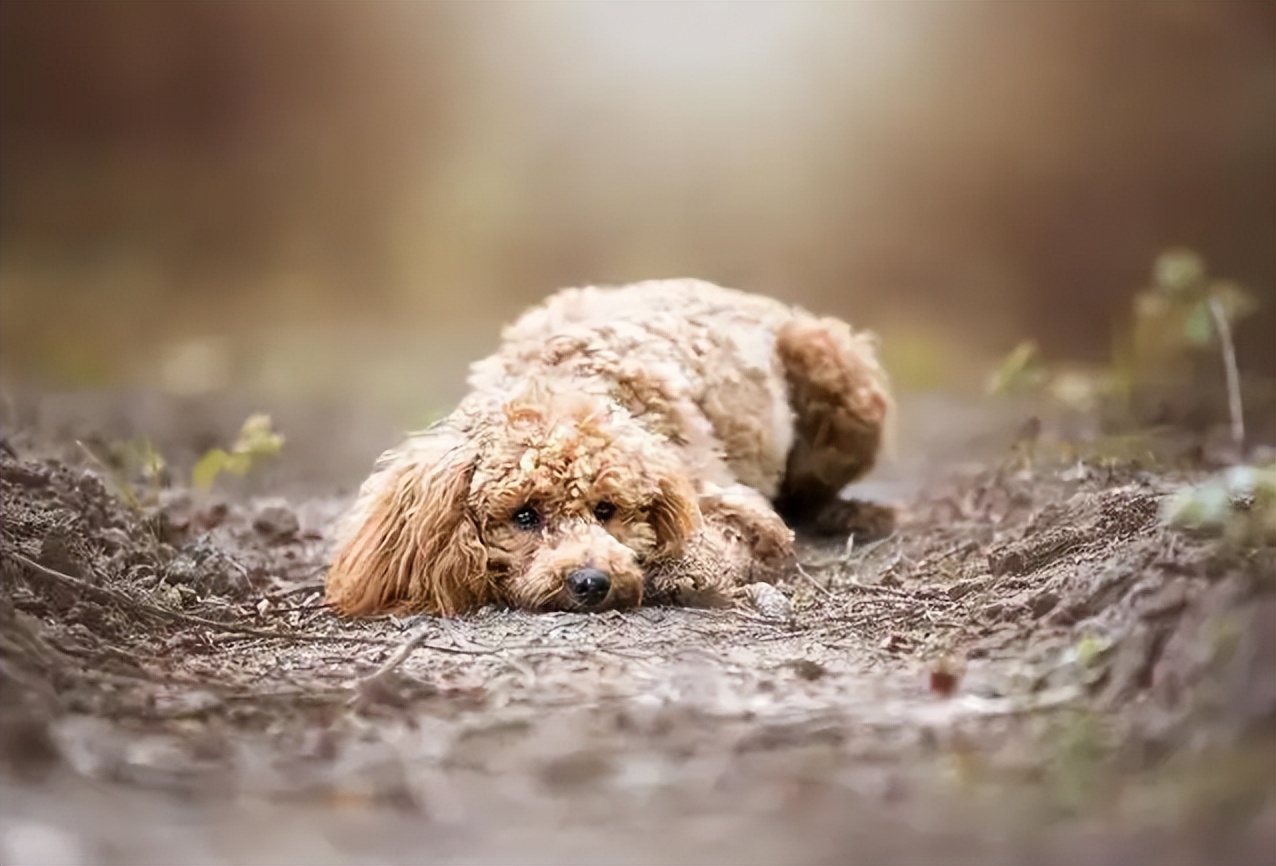贵宾犬值得养不,贵宾犬到底好养吗
