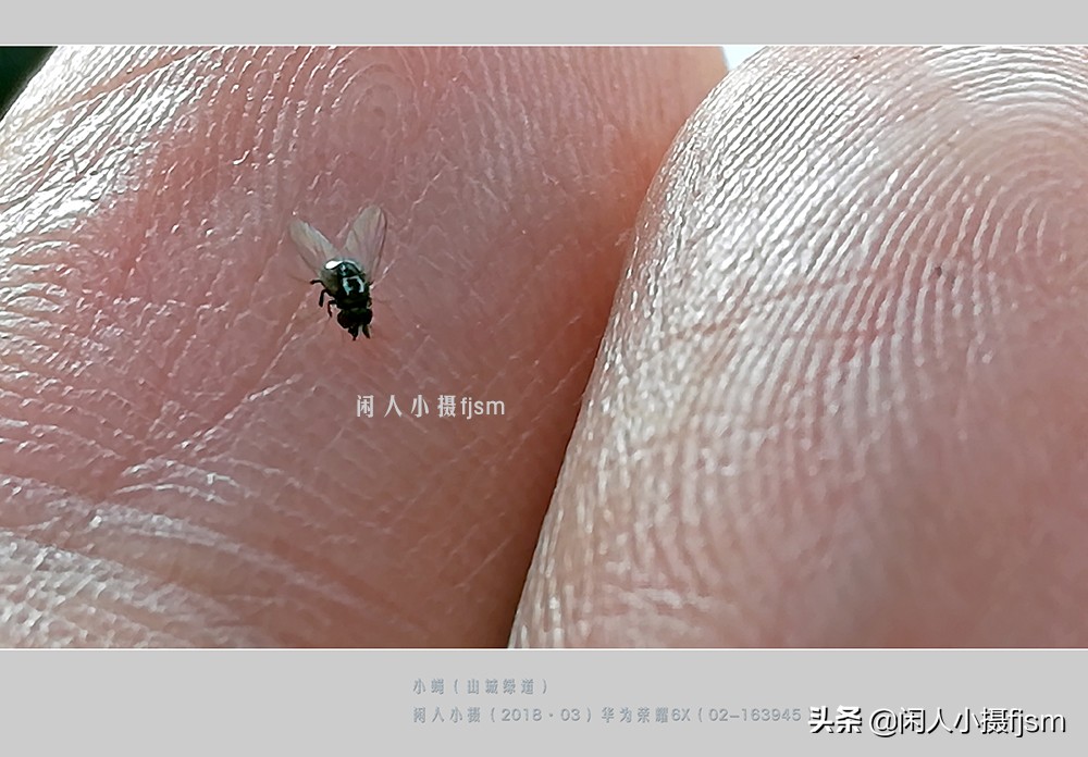 近距离拍摄昆虫小动物,常见昆虫微距摄影活动