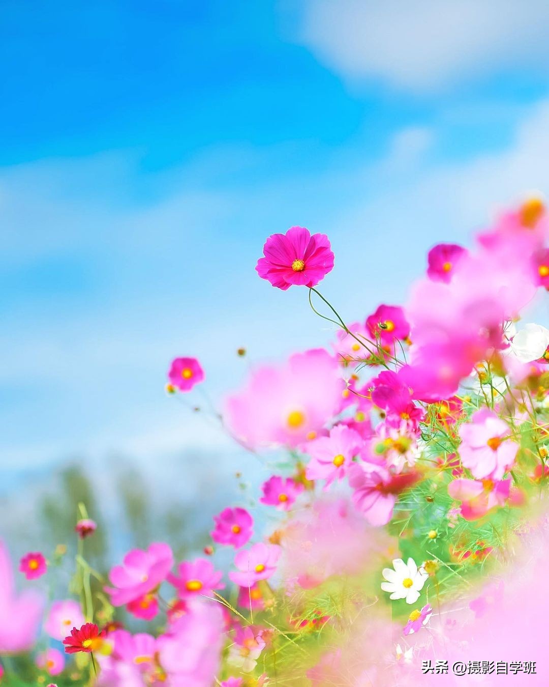 风景手机拍照教程零基础学摄影,新手手机拍照风景技巧