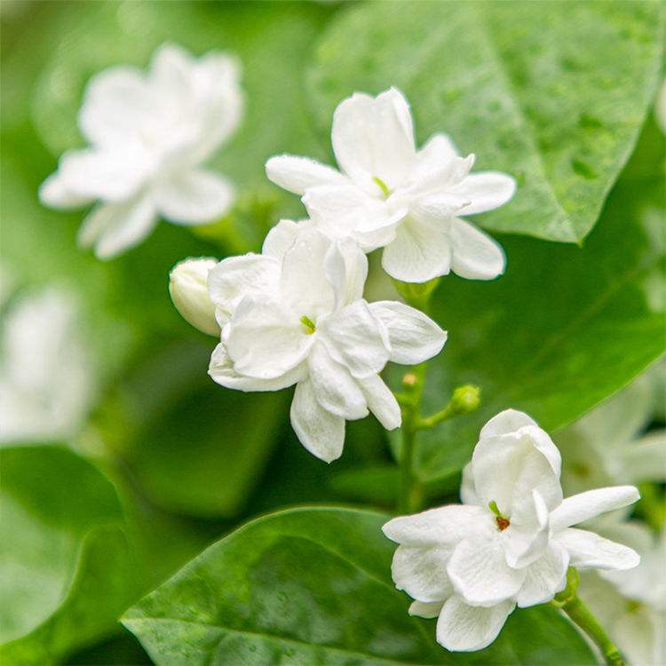 18种净化空气适宜家中养殖的花,能净化空气的家养花