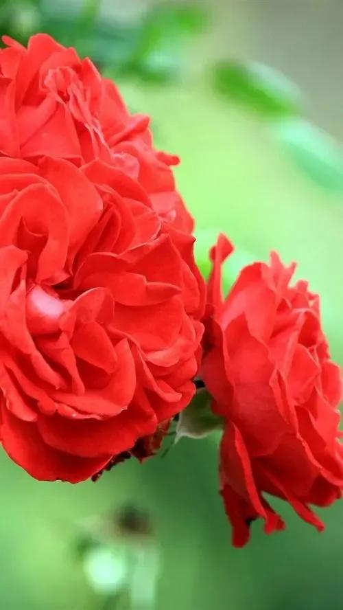 农历四月十五日，送你九九红玫瑰，祝君事业红红火火