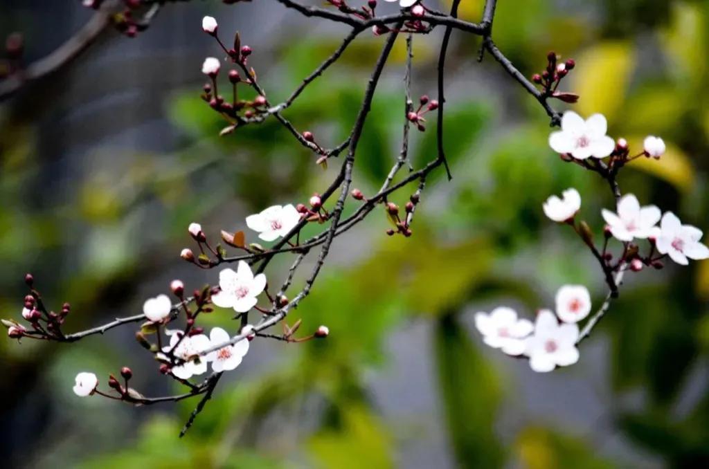 花开正好采撷春天赠予你