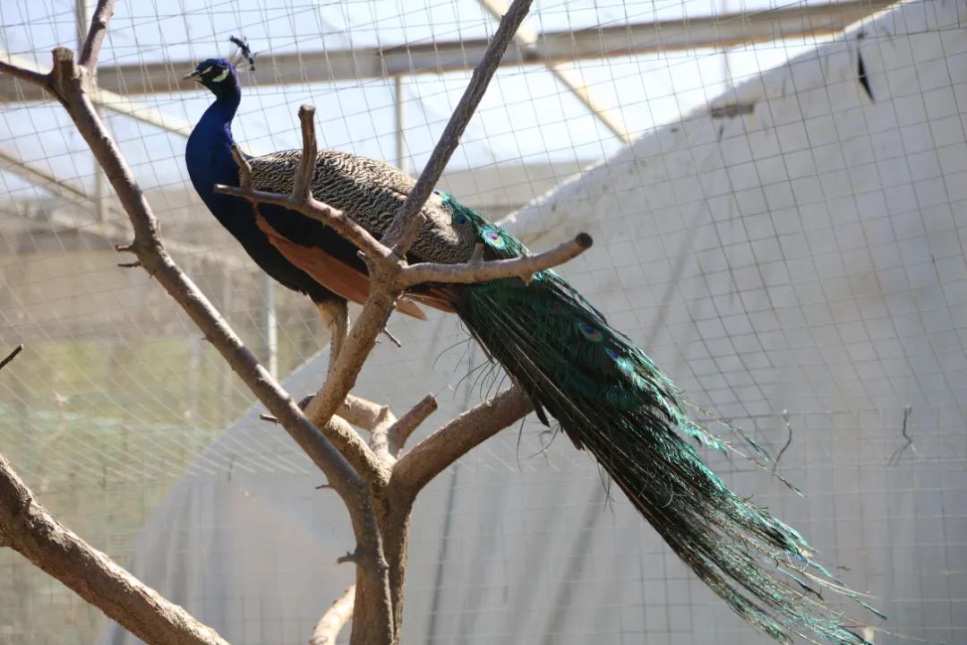 师大寻鸟记，这些小可爱，你都见过吗？