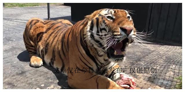 为什么老虎不吃猪肉是有原因的,老虎为啥不喂猪肉