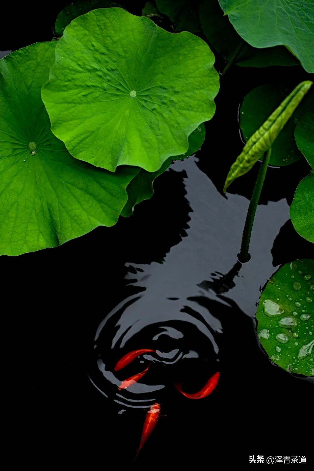 伏天喝什么养生茶最好喝,泡好一杯茶安享三伏天