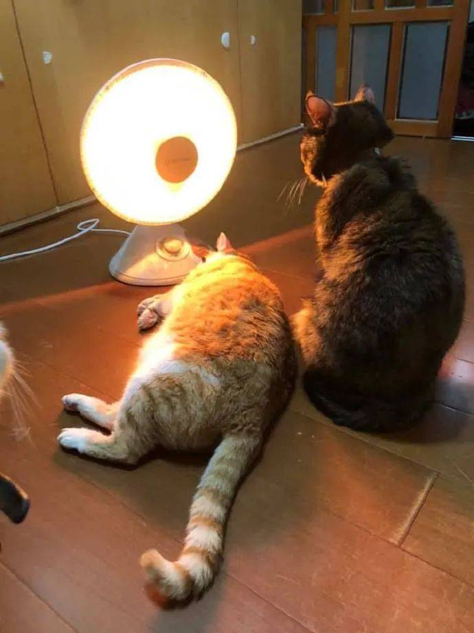 发烧后身上“长出”4只猫，网友笑：主人身上暖气开得足