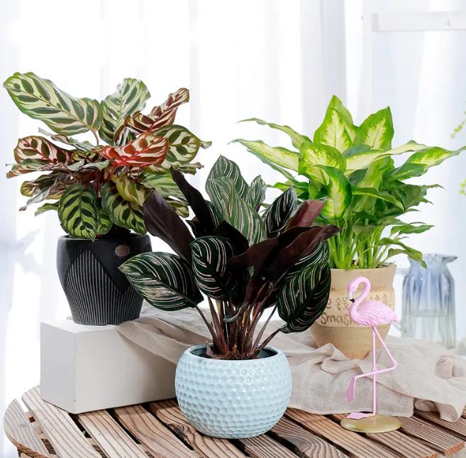 盆栽孔雀竹芋怎么养,孔雀竹芋盆栽怎么养