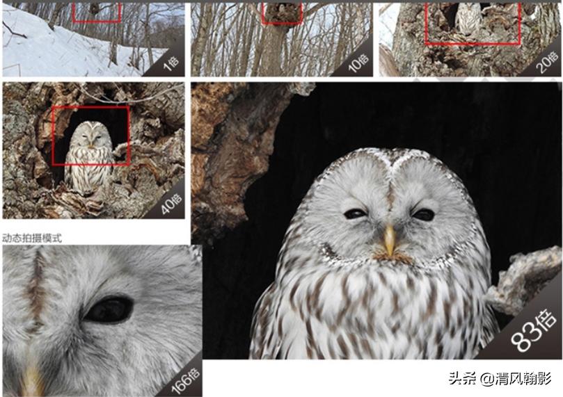 尼康p950拍产品怎么样,拍鸟一定要买大炮筒吗