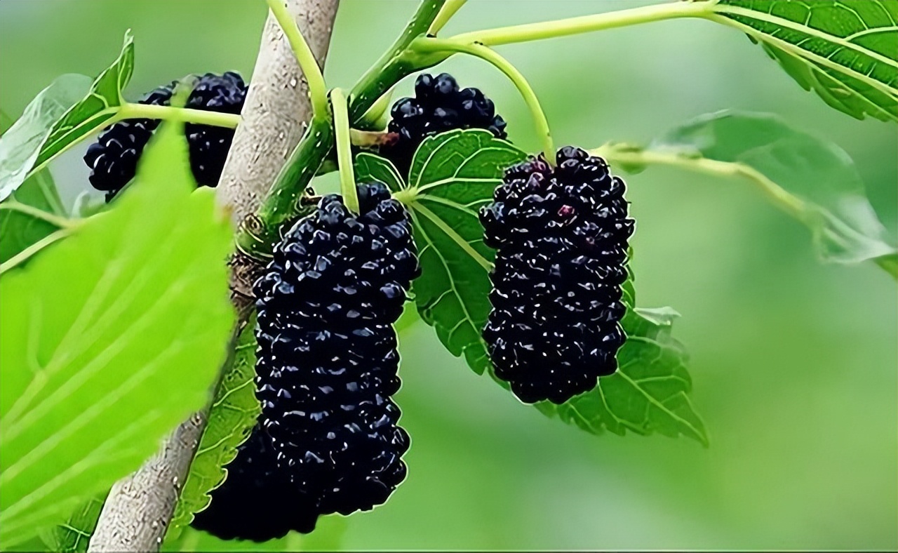 韭菜和枸杞哪个补肾效果更好,韭菜煮水补肾补肝最快的方法