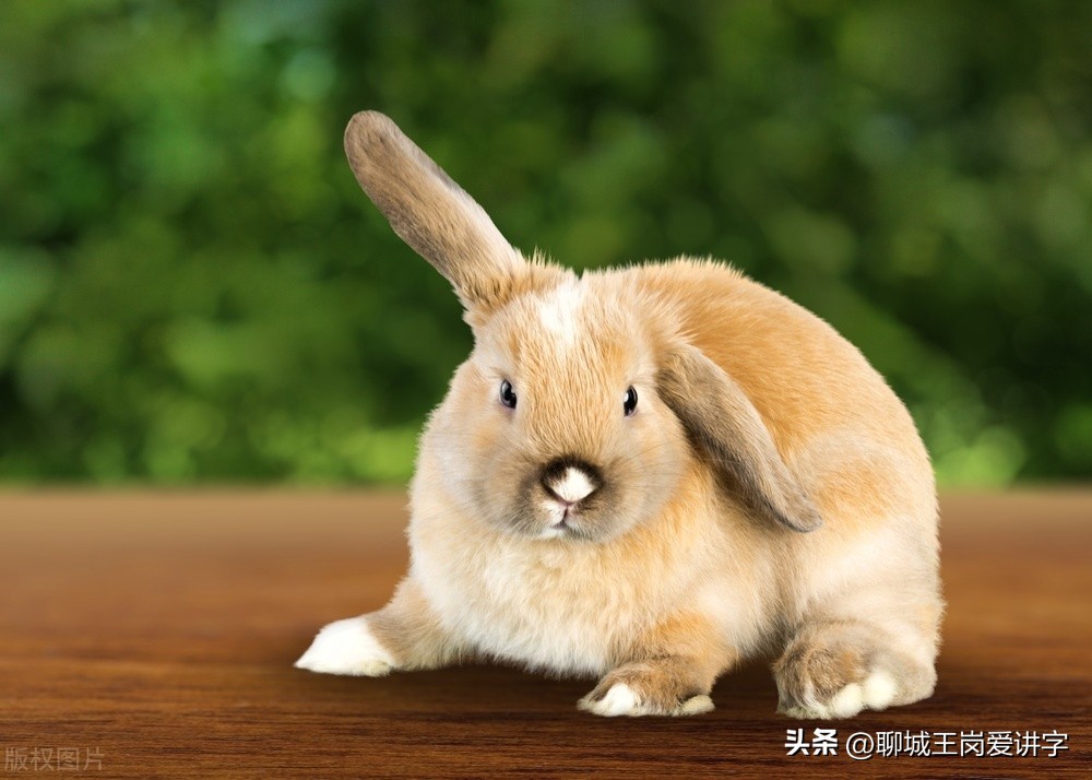 兔年简短对话,兔年互动语言