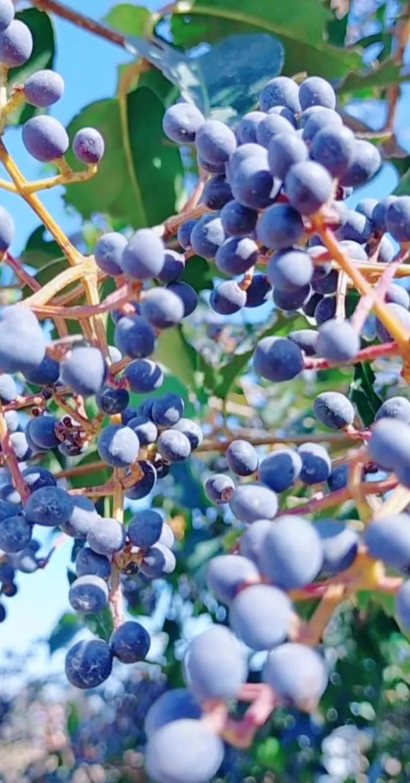 女贞子图片树木,女贞子树彩图