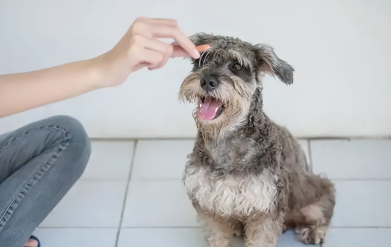 雪纳瑞为什么会把屎拉在窝里,雪纳瑞一定要好好对待自己的狗子