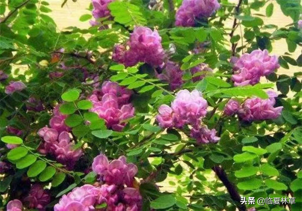 【临夏林草文化】科普篇‖千树万树槐花开，浮香一路到天涯