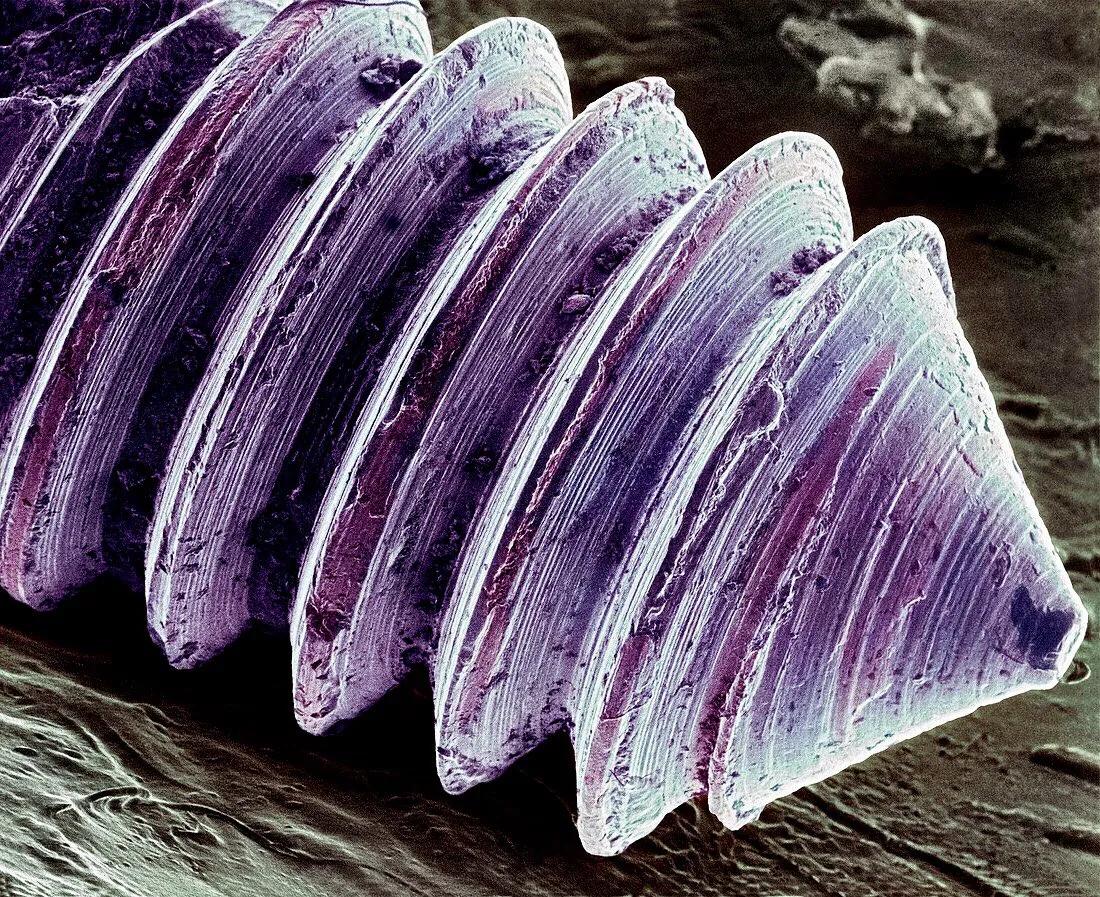 显微镜图像与真实图像,22张罕见的显微镜照片