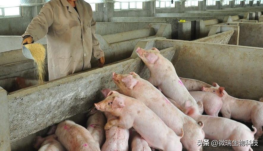 养猪场臭气怎么解决,猪舍臭气治理