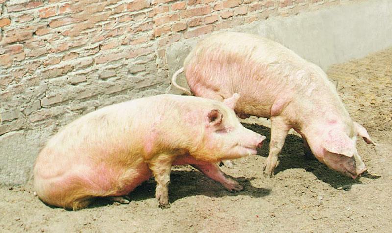 猪得了口蹄疫怎样处理好得快,猪得了口蹄疫怎么治疗好得快
