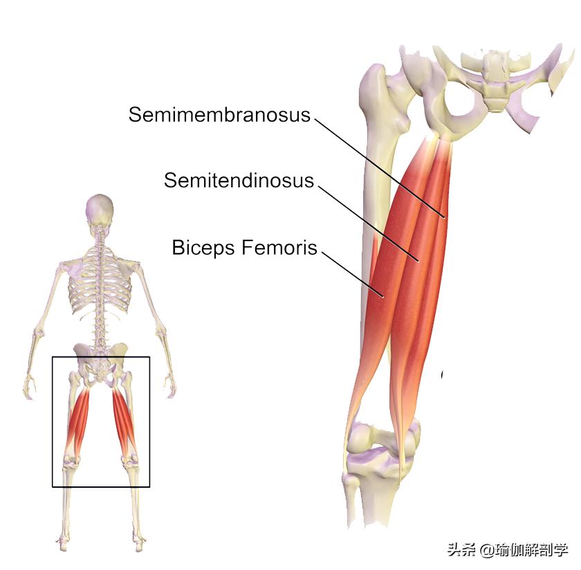 拜拜肉松弛下垂怎么收紧女生必看,大腿根肉多松弛怎么减