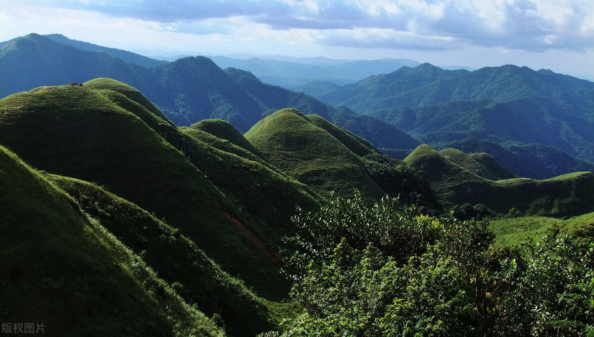 广西万亿林业产业三年行动方案,广西林业产业最新发展现状