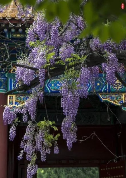 清明北京周边一日游景点推荐,清明节去哪里旅游比较好玩呢北京