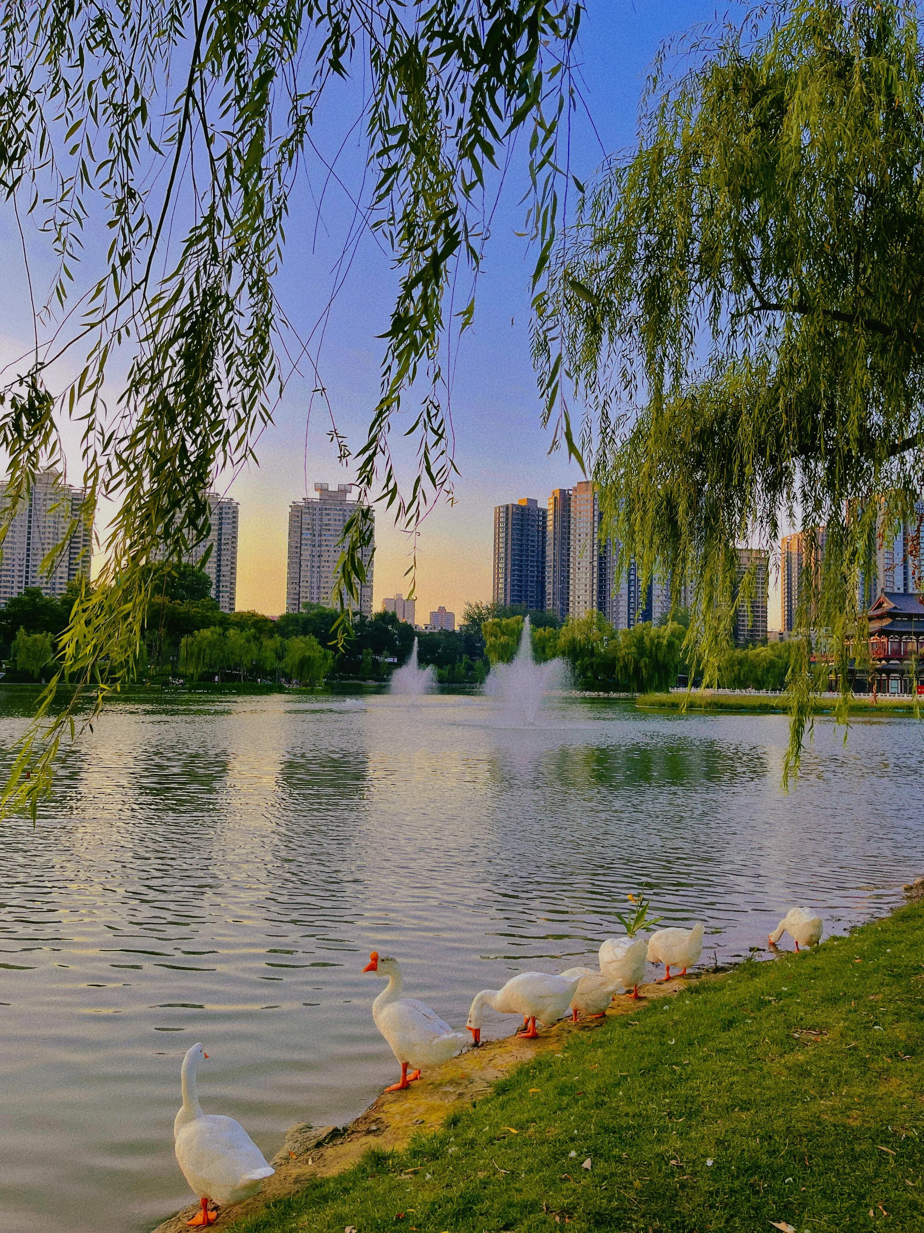 兴庆公园长乐之声合唱团直播现场,兴庆公园大合唱