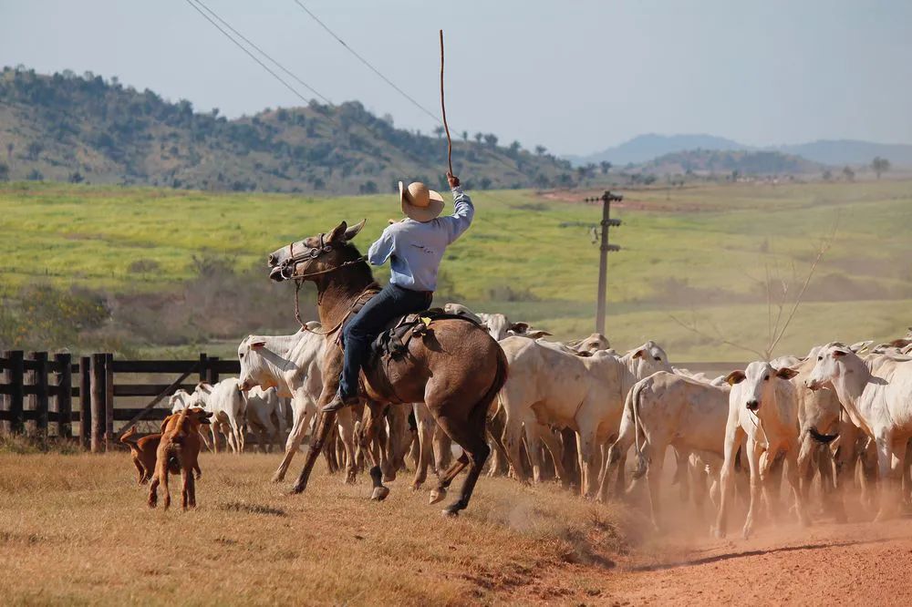 牛是人类最好的朋友,牛为什么是人类好朋友